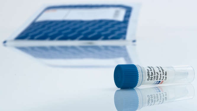 Молекулярные ДНК маркеры GelPilot 1 kb Plus Ladder