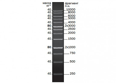 Маркеры длины ДНК 1 kb DNA Ladder (250-10 000 п.н.) (0,2 мкг/мкл) для ЭФ в агарозном геле, 40 мкг
