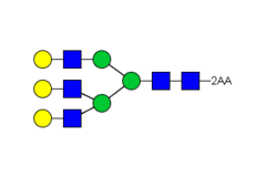 Стандарт Glyko® 2-AA NA3 (G3) (100 pmol)