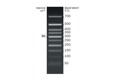 Маркеры длины ДНК 50+ bp DNA Ladder (50-700 п.н.) (0,2 мкг/мкл) для ЭФ в агарозном геле, 40 мкг
