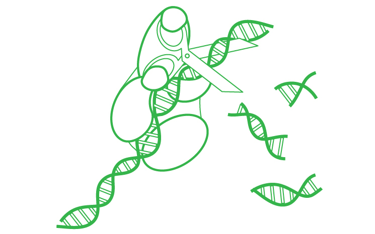 Дуплекс-специфическая нуклеаза, лиофилизированная, 100 ед. Куница